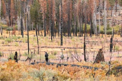burned area in Illilouette Basin