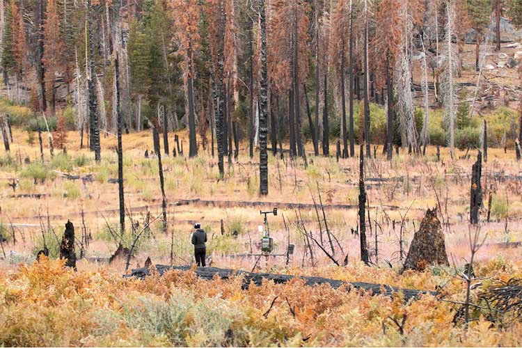 burned area in Illilouette Basin