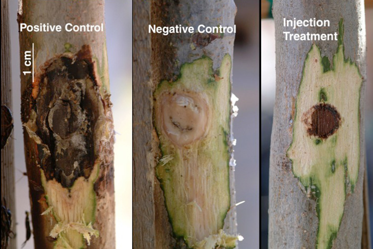 A series of three images show a branch of a tree that has a small area of bark scraped off. To the left, a tree infected with sudden Oak Death pathogen is partially rotted by the removal of bark. To the right, a tree infected with Sudden Oak Death pathogen but treated with phosphite shows significantly less damage.