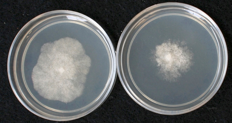On the left, a Petri dish with a large area of white-colored bacteria. On the right, a Petri dish with a significantly smaller area of bacteria.