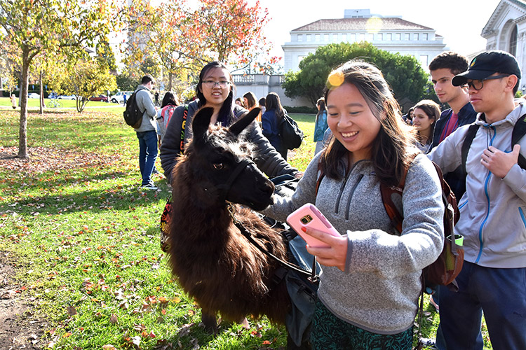 Another selfie, another happy Llamapalooze participant. (UC Berkeley photo by Hulda Nelson)