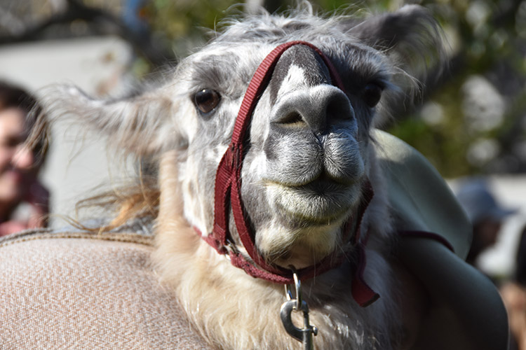 Quinoa the llama is ready for his close-up. (UC Berkeley photo by Hulda Nelson)