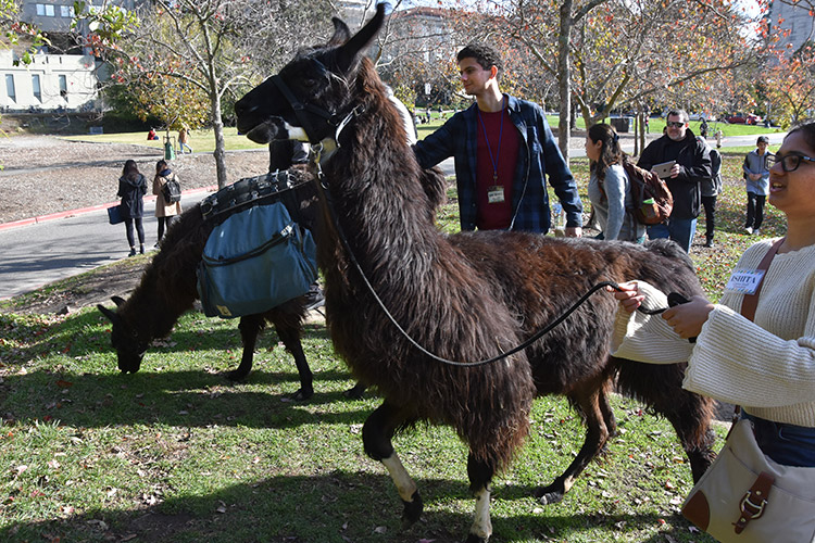 Being petted and groomed were all part of the day's work for the llamas. (UC Berkeley photo by Hulda Nelson)