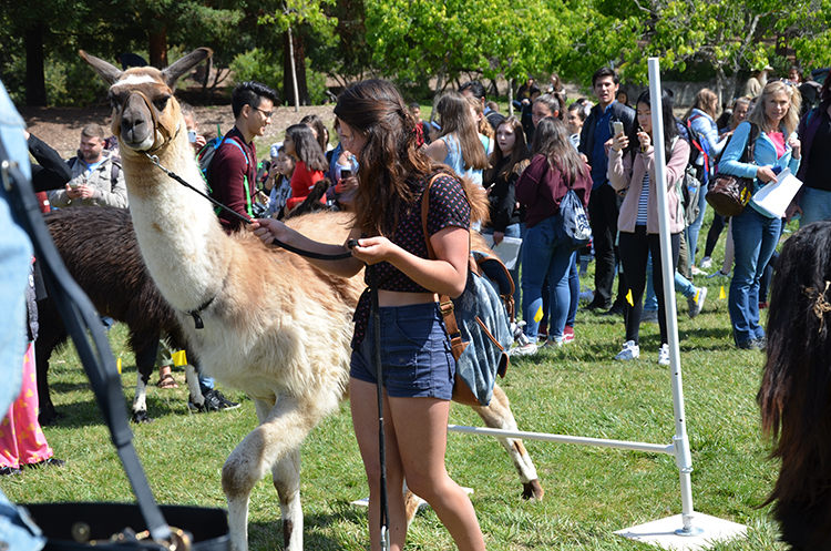 a female student walking a llama