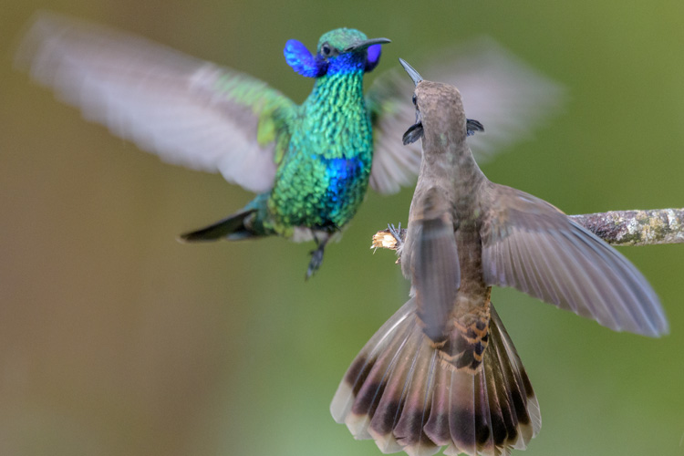 fighting hummers