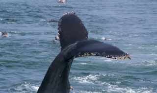 barnacles along edge of whale fluke