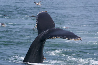barnacles along edge of whale fluke
