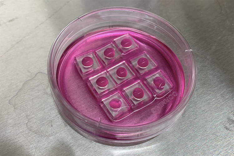 nanoelectroporation in a petri dish