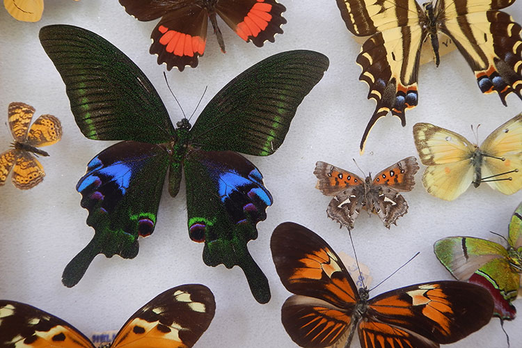 Colorful butterfly specimens in a display drawer