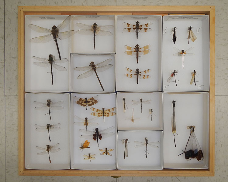 A display drawer of dragonfly and damselfly specimens