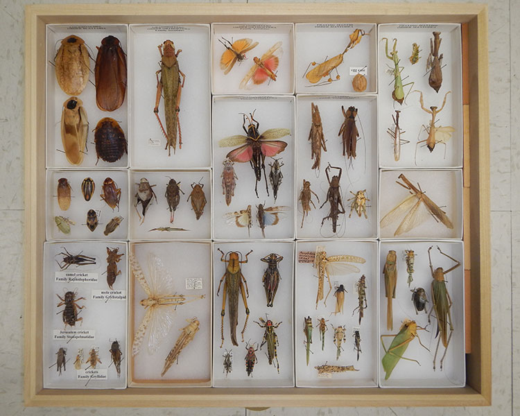 A display drawer of cricket and grasshopper specimens