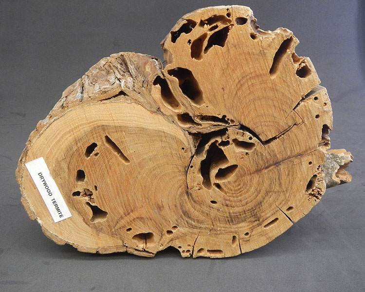 A cross-section of a tree trunk with termite holes running through it