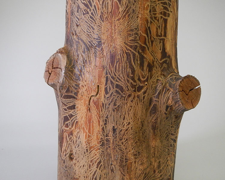 Wood that is covered in an intricate pattern from termites