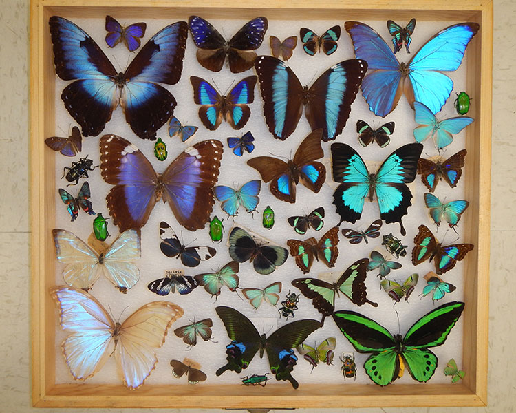 A display case of bright blue and green beetle and butterfly specimens