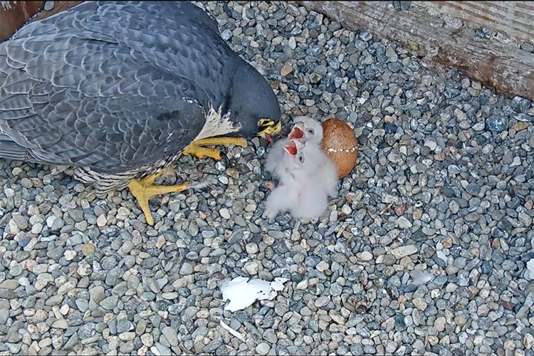 peregrine parent feeds chicks