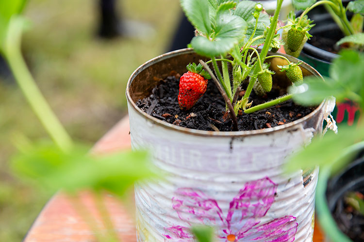 A strawberry plant in a hand-painted coffee tin