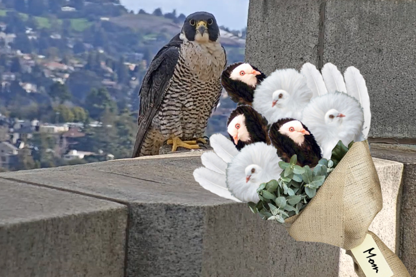 A Mother's Day bouquet for falcon mom Annie.