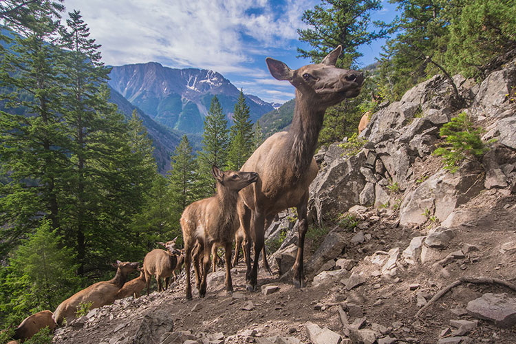 A line of elk, including a mother and a baby, walk up a mountainside