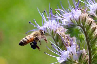 a close up of a bee with a purple flower