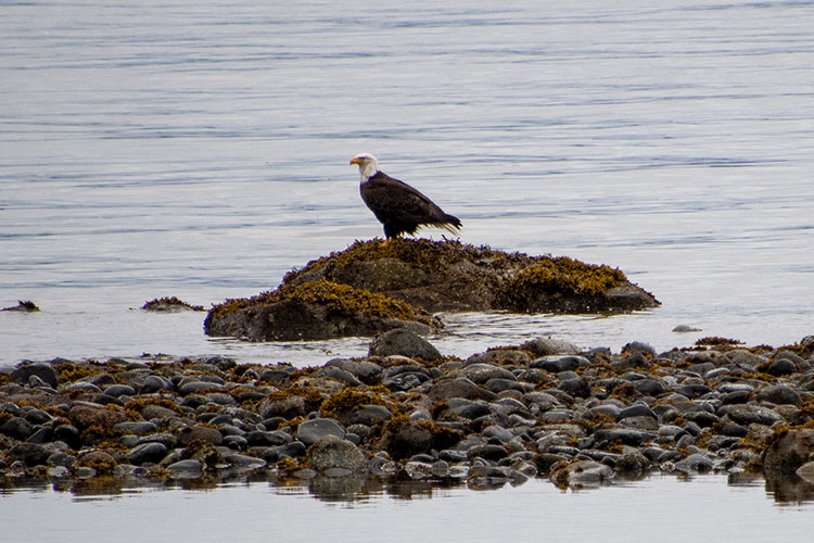 Bald eagle