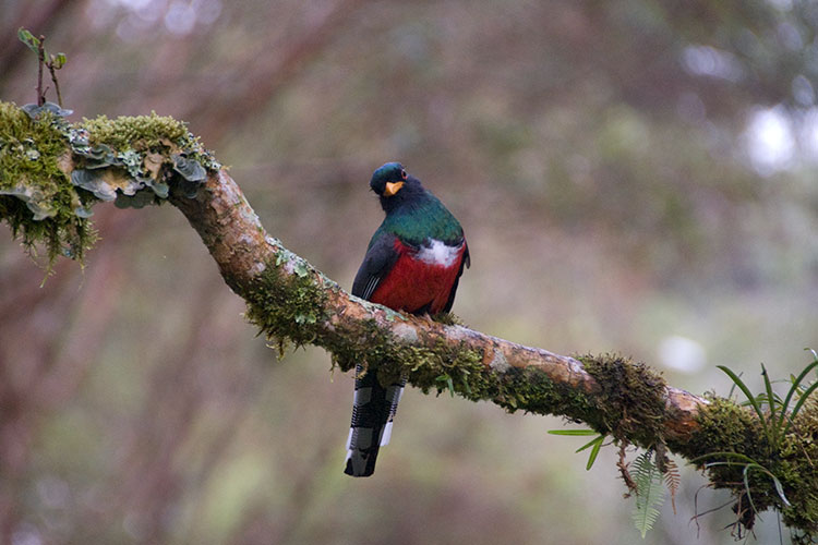 Masked Trogon