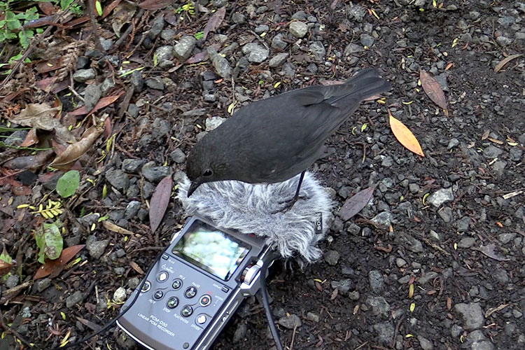 Robin sitting on recorder