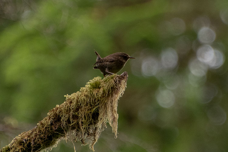 Pacific Wren