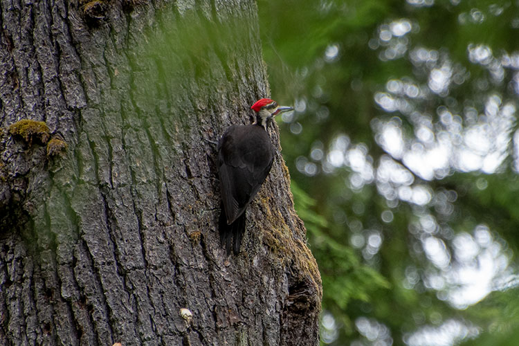 Pileated Woodpecker