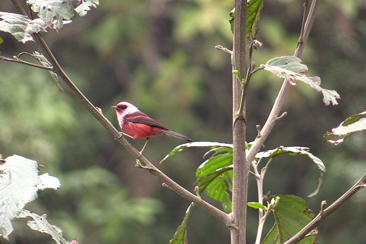 Pink-headed Warbler