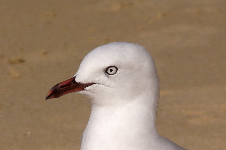 Red-billed gull