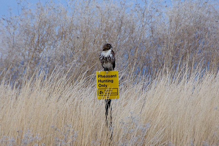 Red-tailed hawk