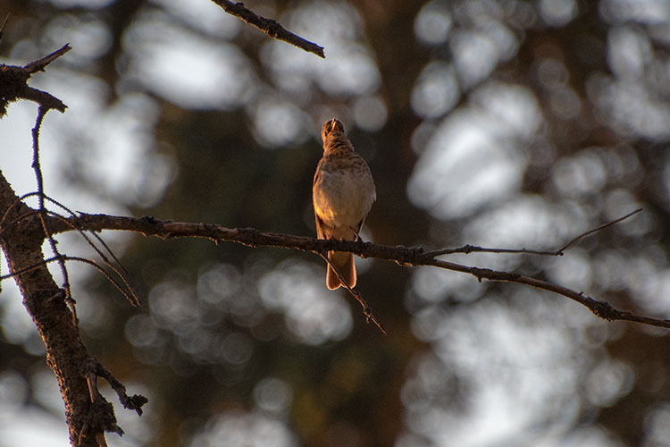 Swainson's Thrush