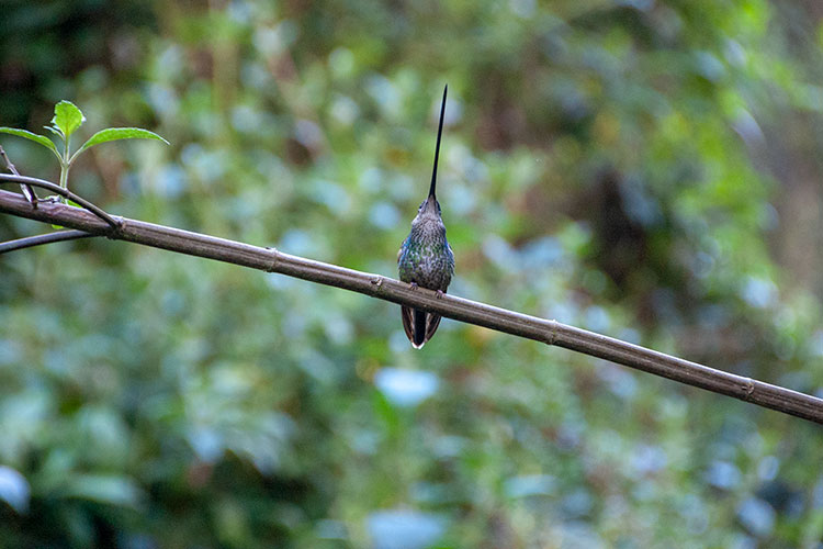 Sword-billed hummingbird