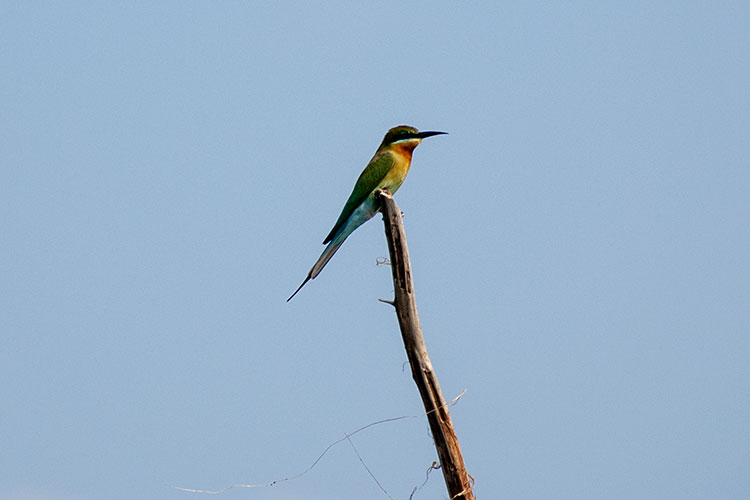 Blue-tailed Bee eater