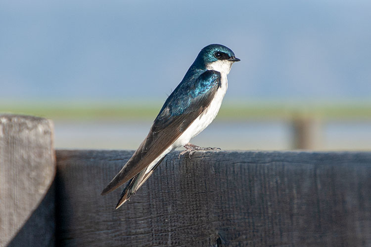 Tree Swallow