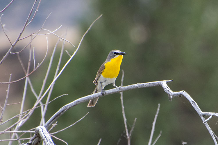 Yellow-breasted Chat