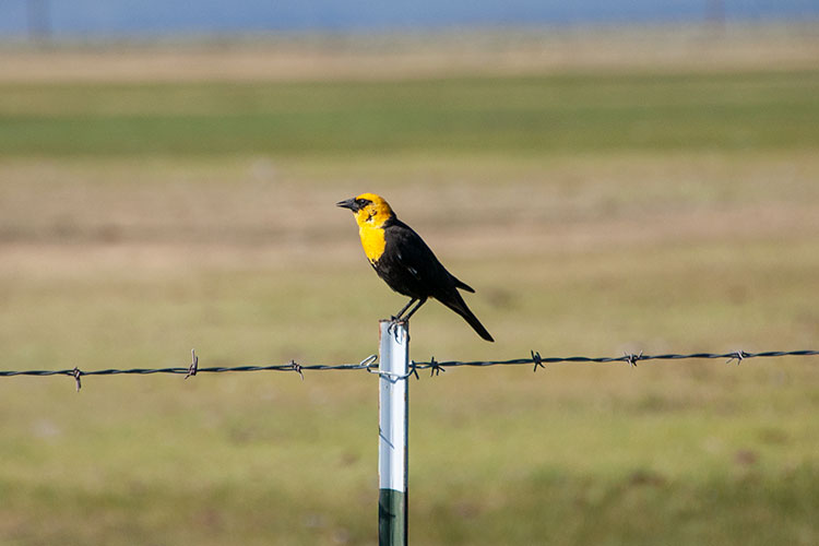 Yellow-headed blackbird