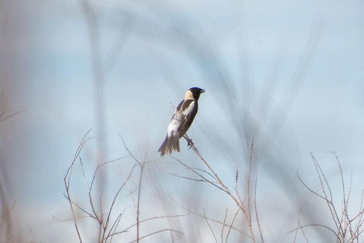 Bobolink