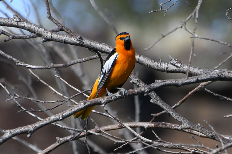 Bullock's-Oriole