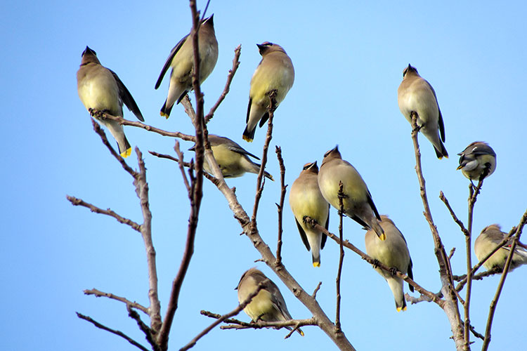 Cedar Waxwings