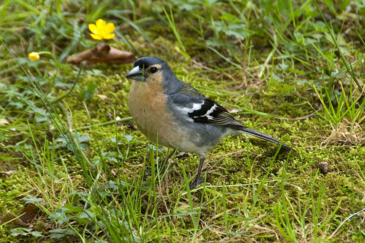 Common chaffinch,