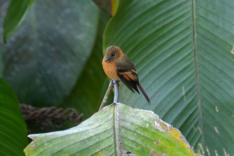 Cinnamon-Flycatcher