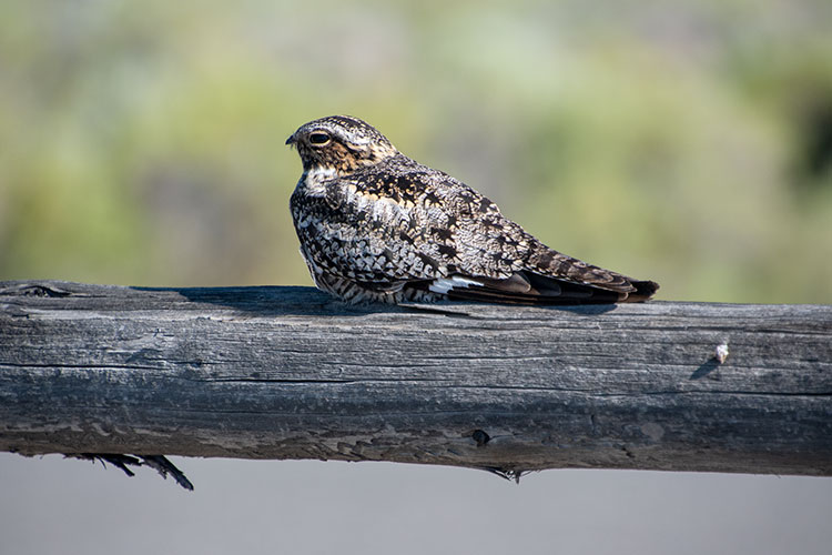 Common Nighthawk