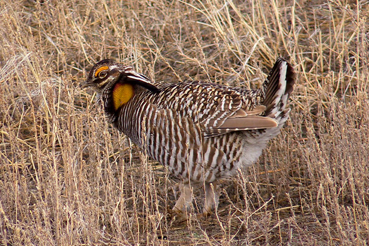 Greater Prairie Chicken