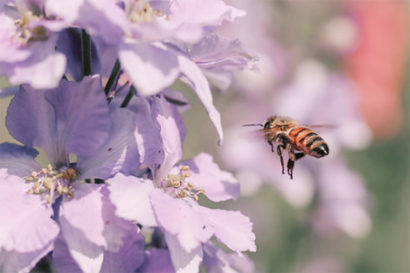 honey bee flying toward purple flowers