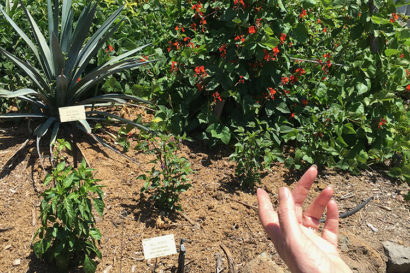 a hand points to plants in the garden