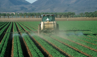 A photo showing a tractor spraying pesticides onto a field of lettuce