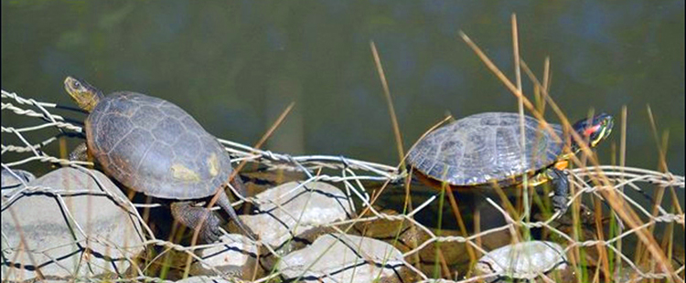 Two turtles bask on rocks that are covered in a chain-link fence