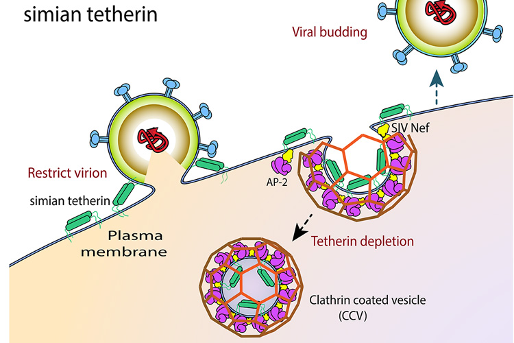 graphical explanation of Nef binding