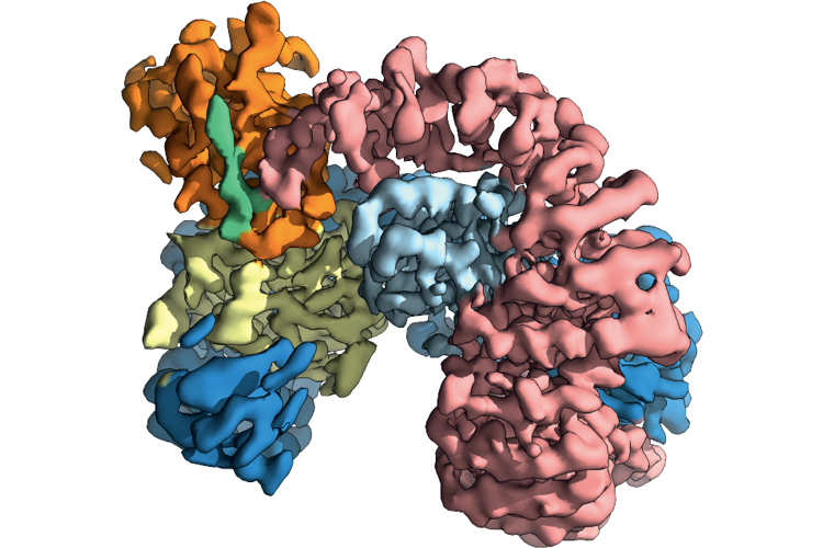 three tightly bound proteins